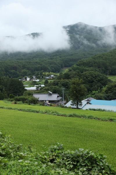 長野県産 コシヒカリ 伊東佳保里 1.8kg