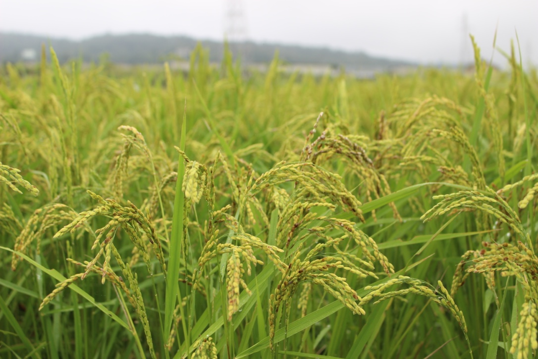 「ダイヤモンド褒賞」 笠原勝彦 新潟県産 コシヒカリ 1.8kg