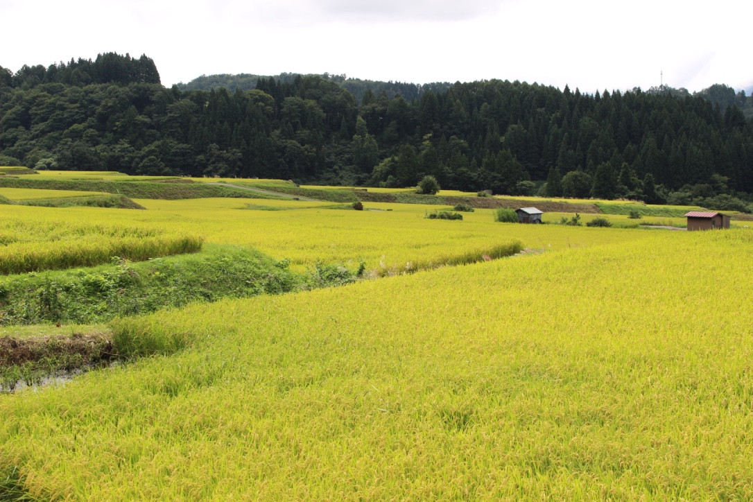「ダイヤモンド褒賞」 笠原勝彦 新潟県産 コシヒカリ 1.8kg