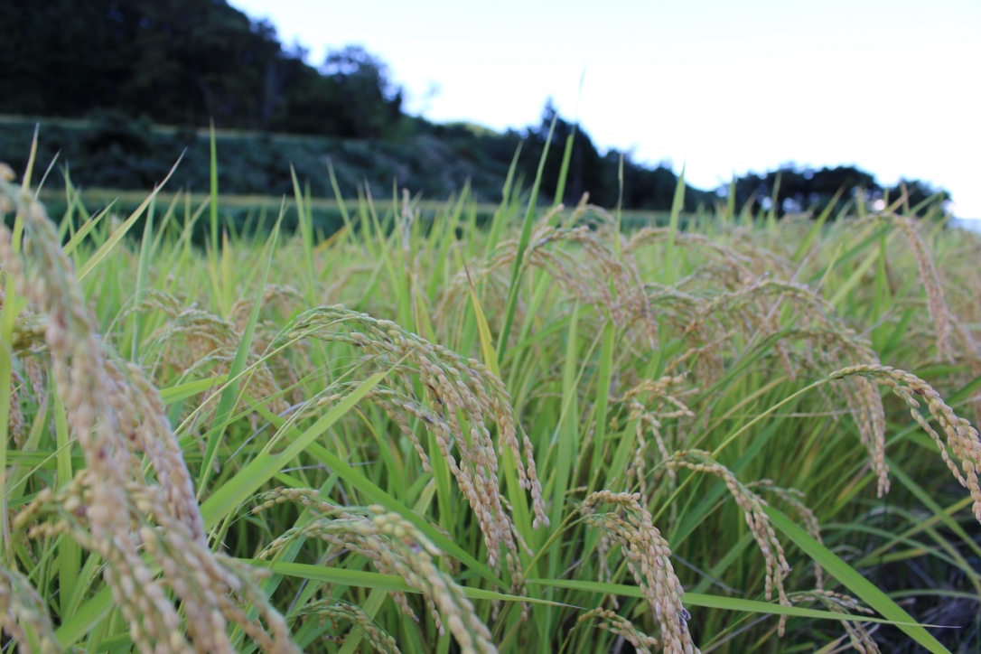 長野県産 コシヒカリ 伊東佳保里 1.8kg