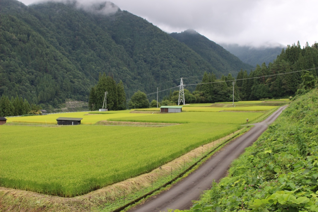 岐阜県産 いのちの壱 小林達樹 1.8kg